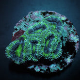 Acanthastrea lordhowensis (Green) (frag)